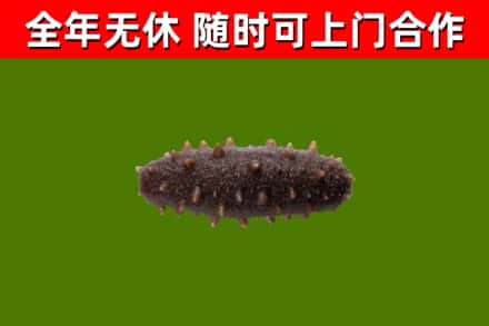 新昌回收海参干